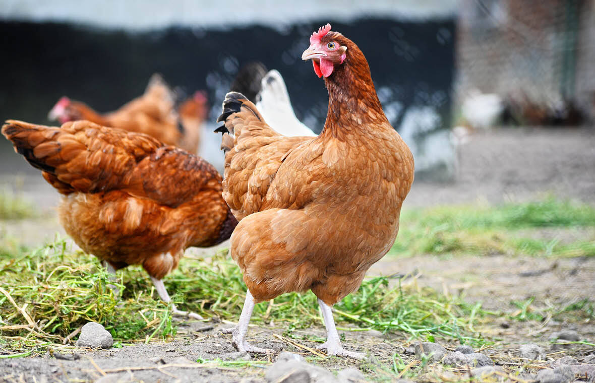 Lire la suite à propos de l’article La Dangerosité de la Consommation des Poulets Réformés pour les Africains